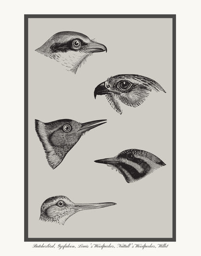 vintage bird heads art work print